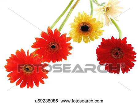 Stock Photography - Daisy Flower, Gerbera Daisy, Vibrant Color, White Background, Close-Up. Fotosearch