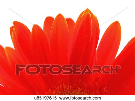 Daisy Flower, Gerbera Daisy, Vibrant Color, White Background, Close-Up View Large Photo Image Stock Photography - Daisy Flower, Gerbera Daisy, Vibrant Color, White Background, Close-Up. Fotosearch