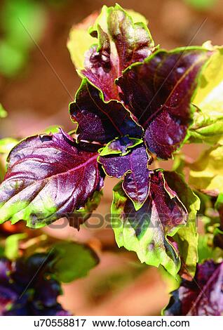 Darkened, Flavor, Day, Aromatics View Large Photo Image Stock Photo - Darkened, Flavor, Day, Aromatics. Fotosearch