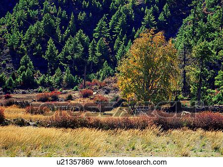 Stock Photo - Day, Dense Forest, Environment, Field, Grass. Fotosearch