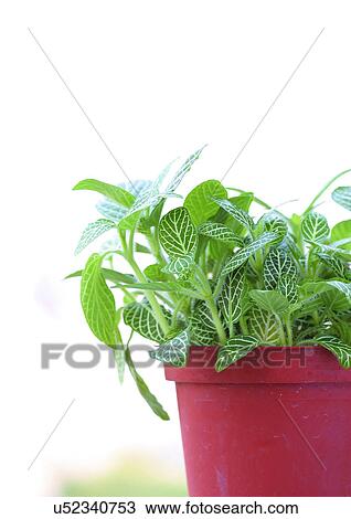 Day, Differential Focus, One Object, Outdoor View Large Photo Image Stock Image - Day, Differential Focus, One Object, Outdoor. Fotosearch