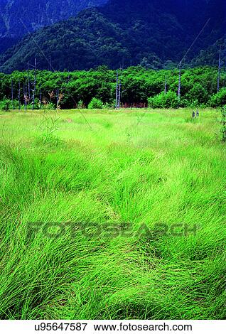 Day, Environment, Field, Grass, Habitat View Large Photo Image Stock Photo - Day, Environment, Field, Grass, Habitat. Fotosearch