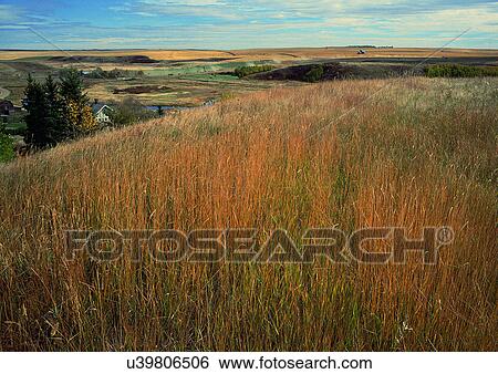Stock Photograph - Day, Environment, Field, Grass, Habitat. Fotosearch
