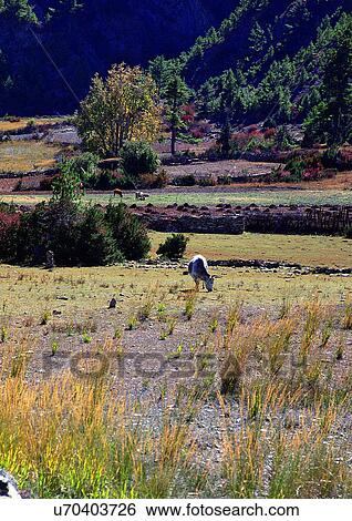 Stock Photograph - Day, Environment, Field, Grass, Habitat. Fotosearch