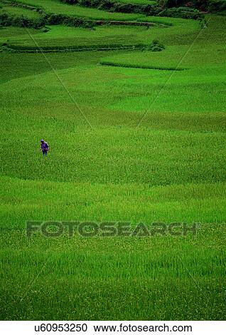 Day, Field, Farming, Environment, Agriculture View Large Photo Image Stock Image - Day, Field, Farming, Environment, Agriculture. Fotosearch