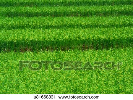 Day, Field, Farming, Environment, Agriculture View Large Photo Image Stock Image - Day, Field, Farming, Environment, Agriculture. Fotosearch