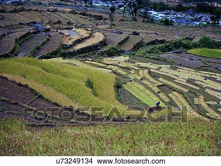Day, Flora, Field, Environment, Agriculture View Large Photo Image Picture - Day, Flora, Field, Environment, Agriculture. Fotosearch