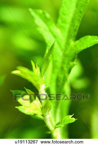 Stock Photo - Day, Flower, Flavor, Aromatics. Fotosearch