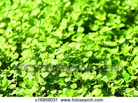 Day, Fresh, Flavor, Aromatics View Large Photo Image Stock Image - Day, Fresh, Flavor, Aromatics. Fotosearch