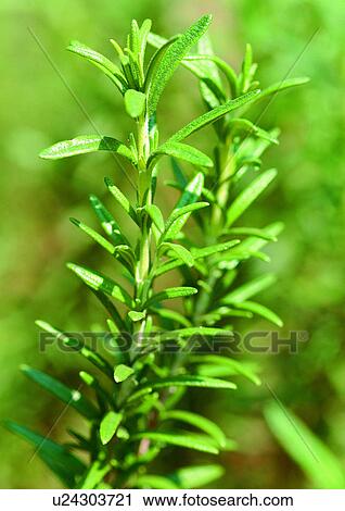 Day, Fresh, Flavor, Aromatics View Large Photo Image Stock Image - Day, Fresh, Flavor, Aromatics. Fotosearch