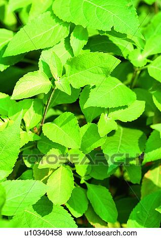 Stock Photo - Day, Fresh, Flavor, Aromatics. Fotosearch
