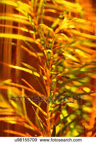 Stock Photo - Day, Fresh, Flavor, Aromatics. Fotosearch