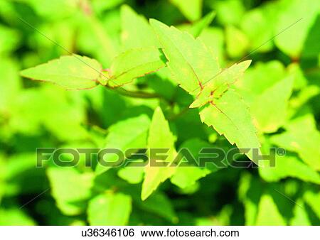 Stock Photograph - Day, Fresh, Flavor, Aromatics. Fotosearch