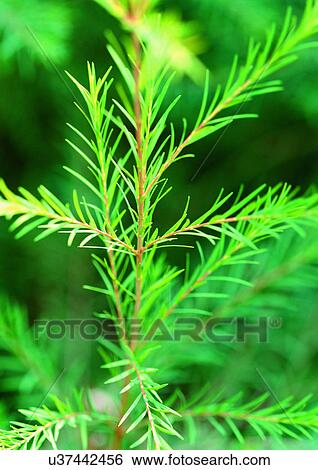 Day, Fresh, Flavor, Aromatics View Large Photo Image Stock Photograph - Day, Fresh, Flavor, Aromatics. Fotosearch