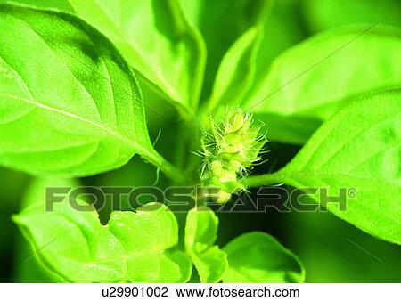 Stock Image - Day, Fresh, Flower, Flavor, Aromatic. Fotosearch