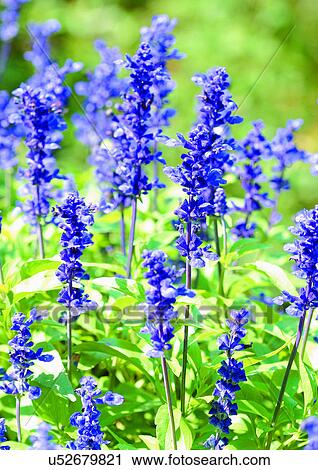 Day, Fresh, Flowers, Flavor, Aromatics View Large Photo Image Stock Image - Day, Fresh, Flowers, Flavor, Aromatics. Fotosearch