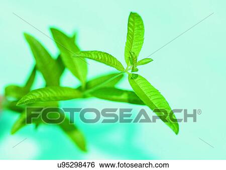 Stock Photograph - Day, Fresh, Foliage, Flavor, Aromatics. Fotosearch