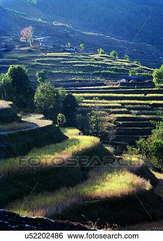 Day, Grass, Field, Environment, Agriculture View Large Photo Image Stock Photograph - Day, Grass, Field, Environment, Agriculture. Fotosearch
