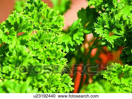 Stock Image - Day, Green, Fresh, Flavor, Aromatics. Fotosearch