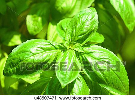 Stock Image - Day, Green, Fresh, Flavor, Aromatics. Fotosearch