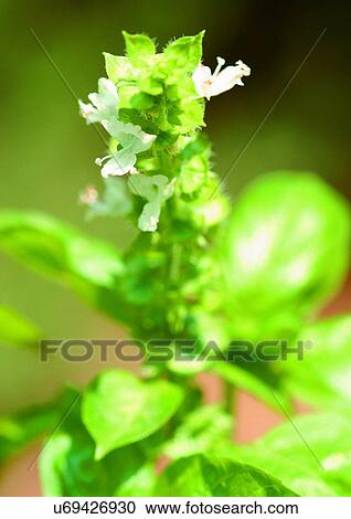 Stock Image - Day, Outdoor. Fotosearch