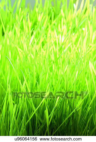 Stock Photograph - Day, Outdoor. Fotosearch