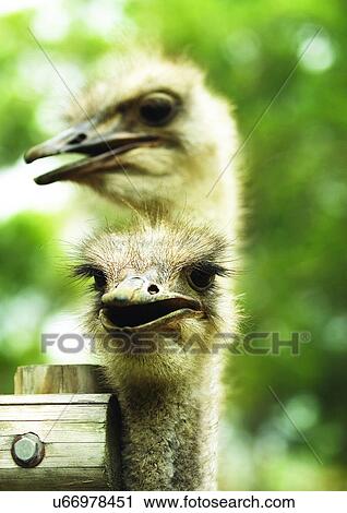 egg laying, attitude, aves View Large Photo Image Stock Image - egg laying, attitude, aves. Fotosearch