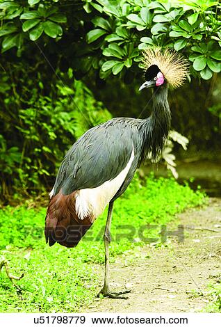 Stock Photo - egg laying, attitude, aves. Fotosearch