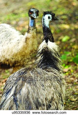 Stock Photograph - egg laying, attitude, aves. Fotosearch