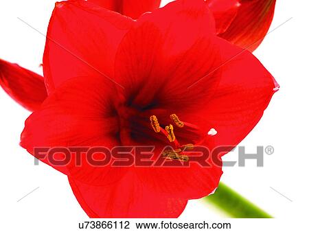 Flower, Flower Head, High Section, Open, Red, Single Flower, One Object View Large Photo Image Stock Image - Flower, Flower Head, High Section, Open, Red, Single Flower, One Object. Fotosearch