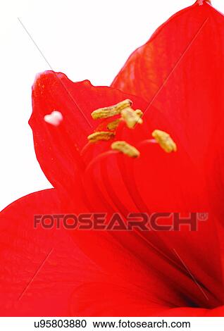 Flower, Flower Head, High Section, Open, Red, Single Flower, One Object View Large Photo Image Stock Image - Flower, Flower Head, High Section, Open, Red, Single Flower, One Object. Fotosearch