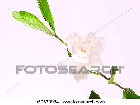 Flower, Flower Head, Open, Petal, Single Flower, One Object, Stem View Large Photo Image Picture - Flower, Flower Head, Open, Petal, Single Flower, One Object, Stem. Fotosearch