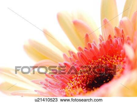 Flower, Flower Head, Open, Petal, Plant, Single Flower, One Object View Large Photo Image Stock Image - Flower, Flower Head, Open, Petal, Plant, Single Flower, One Object. Fotosearch