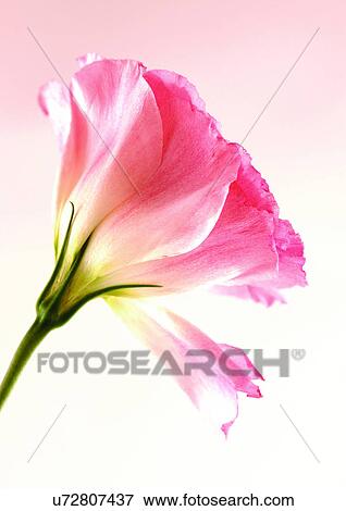 Flower, Flower Head, Open, Petal, Plant, Single Flower, One Object View Large Photo Image Stock Photo - Flower, Flower Head, Open, Petal, Plant, Single Flower, One Object. Fotosearch