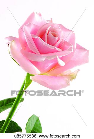 Stock Photograph - Flower, Flower Head, Open, Petal, Plant, Single Flower, One Object. Fotosearch