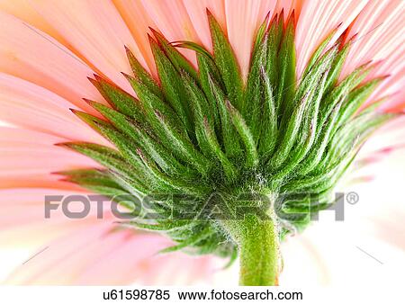 Stock Photography - Flower, Flower Head, Open, Petal, Plant, Single Flower, One Object. Fotosearch