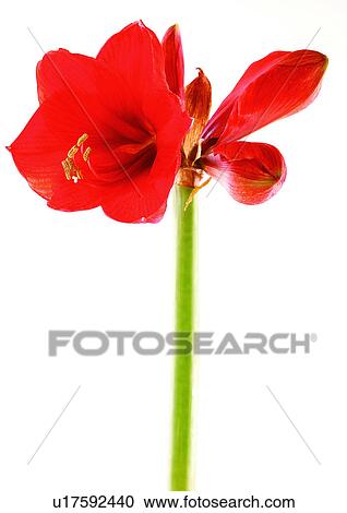 Stock Image - Flower, Flower Head, Open, Red, Single Flower, Close-Up. Fotosearch