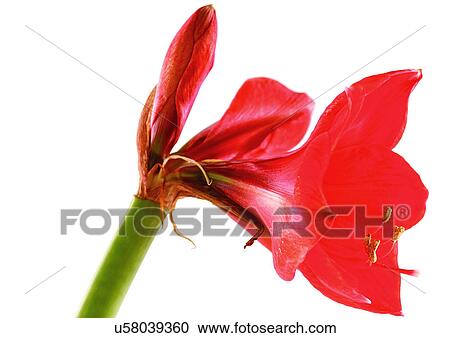 Stock Image - Flower, Flower Head, Open, Red, Single Flower, Close-Up. Fotosearch
