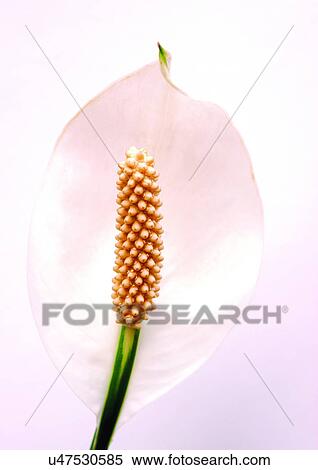 Flower Head, Mauna Loa, Petal, Plant, Single Flower, White View Large Photo Image Stock Photography - Flower Head, Mauna Loa, Petal, Plant, Single Flower, White. Fotosearch