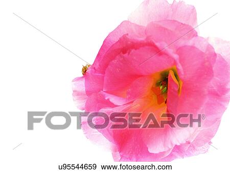 Flower Head, Open, Petal, Single Flower, One Object, White Background View Large Photo Image Stock Photo - Flower Head, Open, Petal, Single Flower, One Object, White Background. Fotosearch