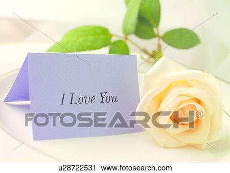 Flower, Rose View Large Photo Image Stock Image - Flower, Rose. Fotosearch