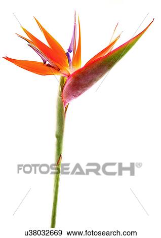 Flower, Single Flower, One Object View Large Photo Image Stock Photo - Flower, Single Flower, One Object. Fotosearch