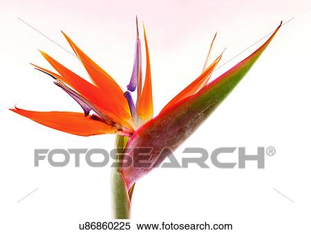 Stock Photography - Flower, Single Flower, One Object. Fotosearch