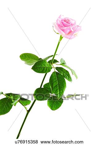 Flowers, Spring, Open, Petal, Single Flower, One Object View Large Photo Image Stock Photo - Flowers, Spring, Open, Petal, Single Flower, One Object. Fotosearch