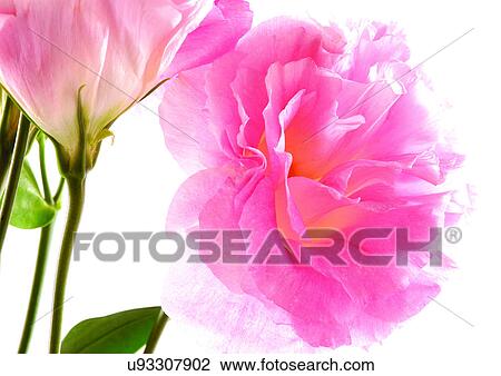 Flowers, Spring, Tulip, Flower Head, Open, Petal View Large Photo Image Stock Image - Flowers, Spring, Tulip, Flower Head, Open, Petal. Fotosearch