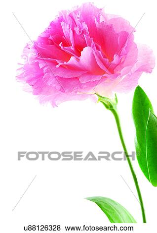 Stock Photo - Flowers, Spring, Tulip, Flower Head, Open, Petal, Single Flower. Fotosearch