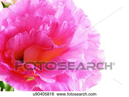 Stock Photograph - Flowers, Spring, Tulip, Flower Head, Open, Petal, Single Flower. Fotosearch