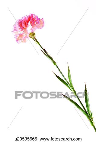 Stock Photography - Flowers, Spring, Tulip, Flower Head, Open, Petal, Single Flower. Fotosearch