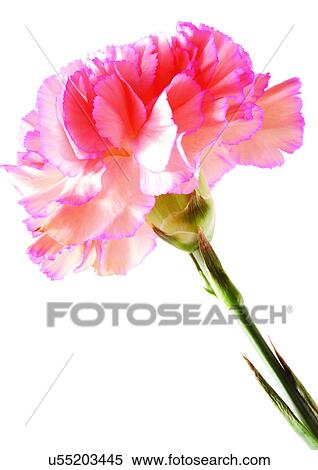 Stock Photography - Flowers, Spring, Tulip, Flower Head, Open, Petal, Single Flower. Fotosearch