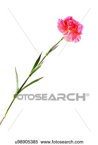 Stock Photography - Flowers, Spring, Tulip, Flower Head, Open, Petal, Single Flower. Fotosearch